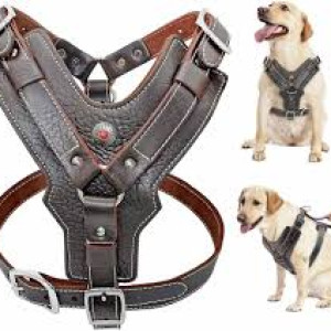 BIG DOG BELT (ADULT)